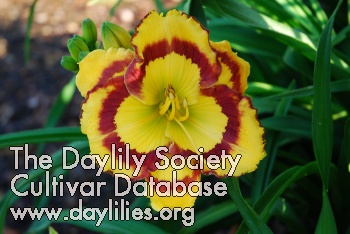 Daylily Amber Stained Glass